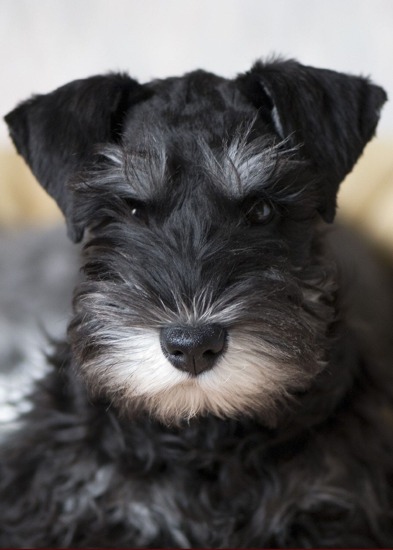 Black Miniature Schnauzer head with a grey beard
