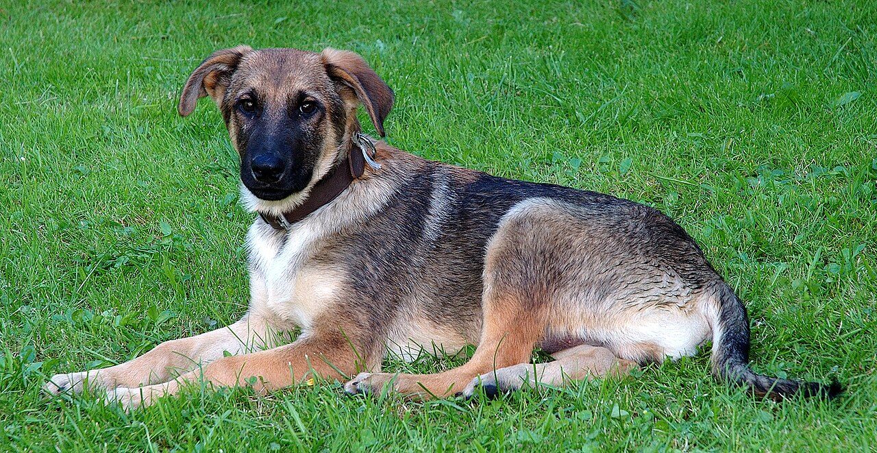 Tan mixed breed dog lying on green grass