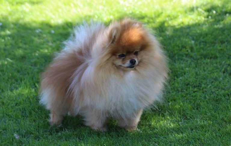 Pomeranian Dog Breed Guide