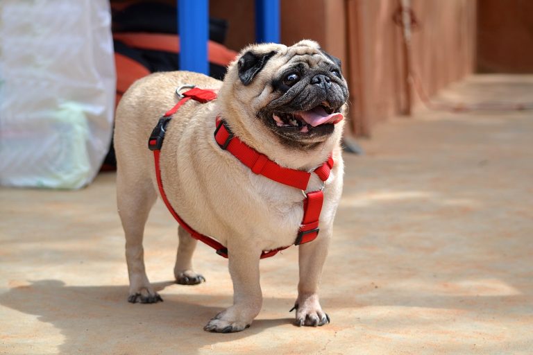 Pug Dog Breed Guide