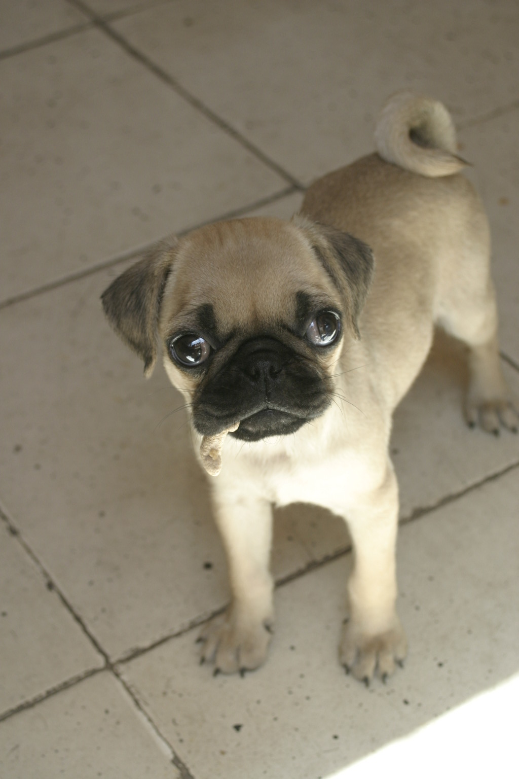 Fawn Pug puppy looking up from a tiled floor