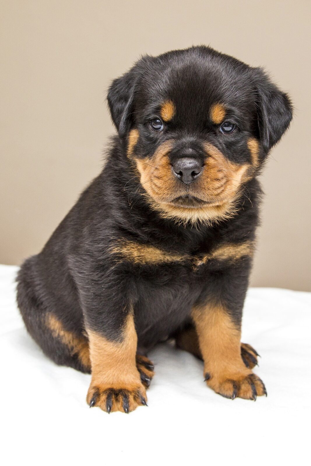 Rottweiler puppy sitting against a plain background