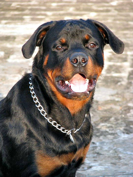 Adult Rottweiler standing in front of a stone wall