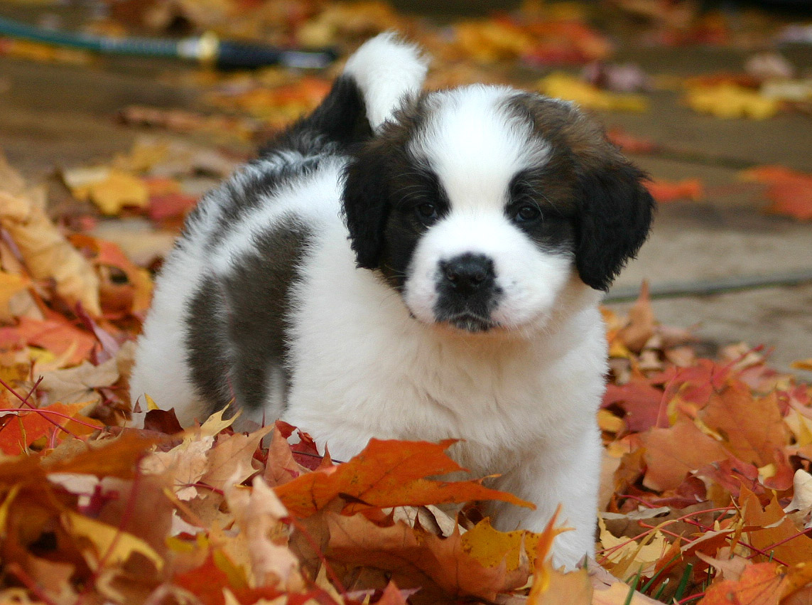 Saint Bernard puppy standing in autumn leaves