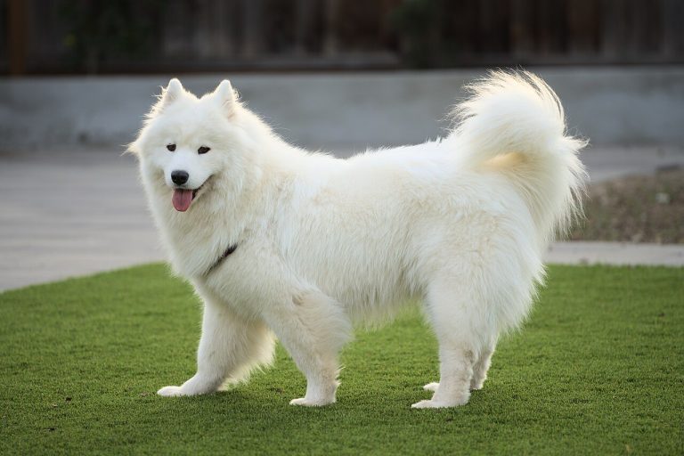 Samoyed Dog Breed Guide