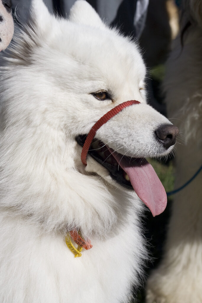 Samoyed head with tongue out wearing a red collar