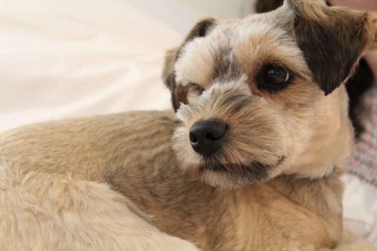 Schnoodle Dog Breed Guide