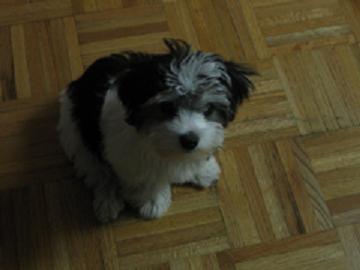 Grey and white Schnoodle sitting on a parquet floor