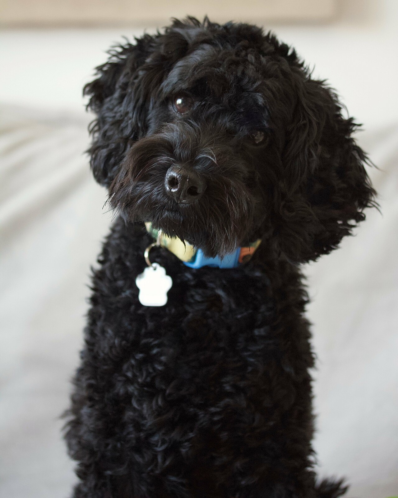 Black Schnoodle sitting on a bed looking at the camera