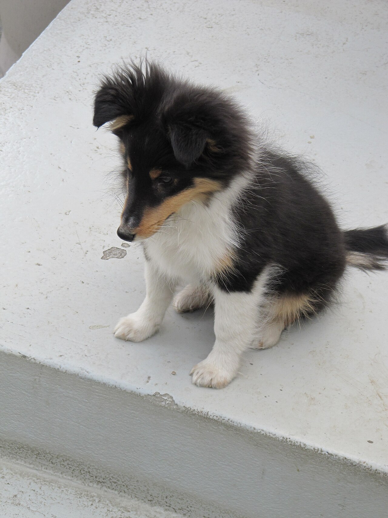 Shetland Sheepdog puppy sitting on a stone step