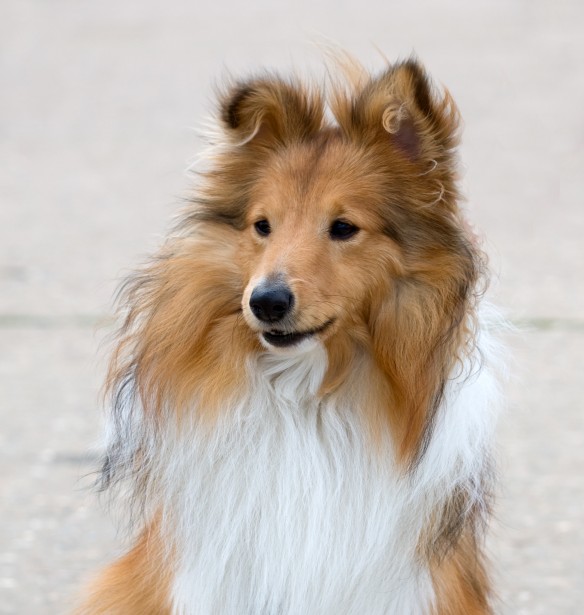 Shetland Sheepdog