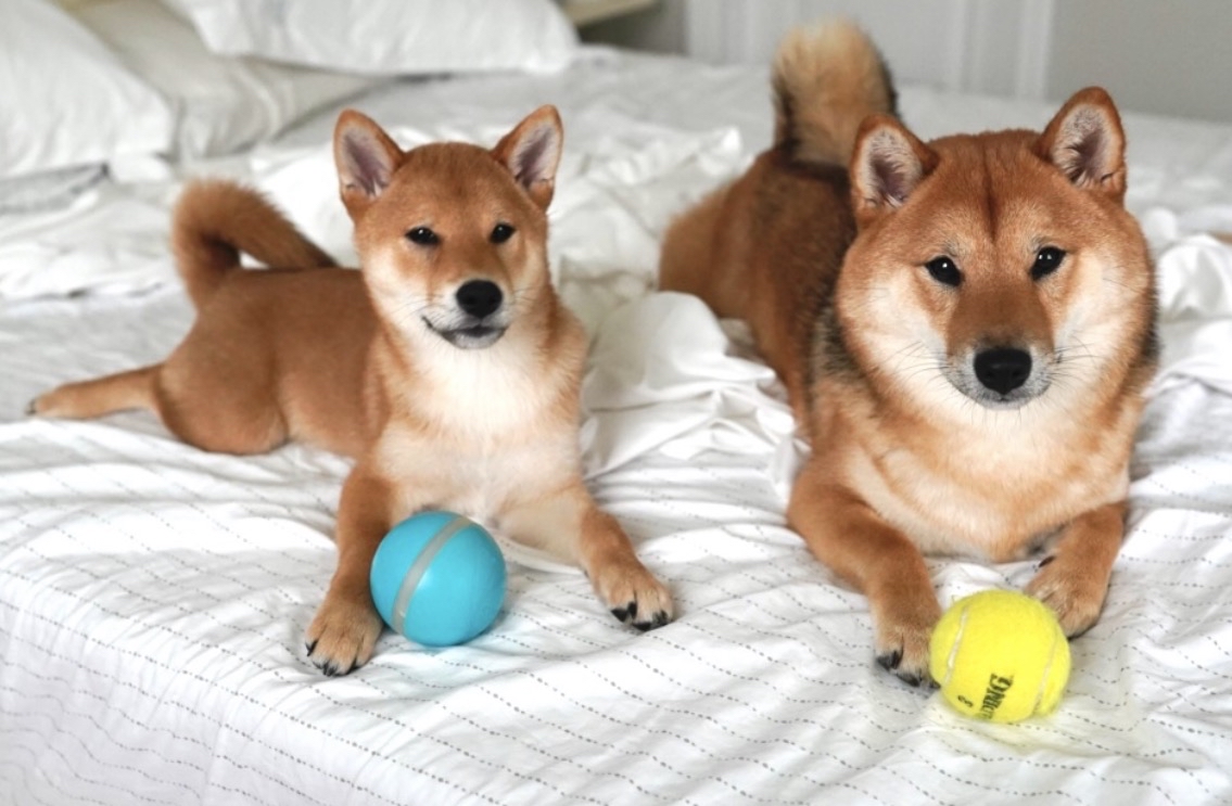 Two Shiba Inus lying on a bed with toy balls