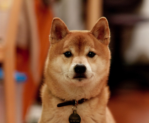 Red Shiba Inu sitting indoors wearing a collar
