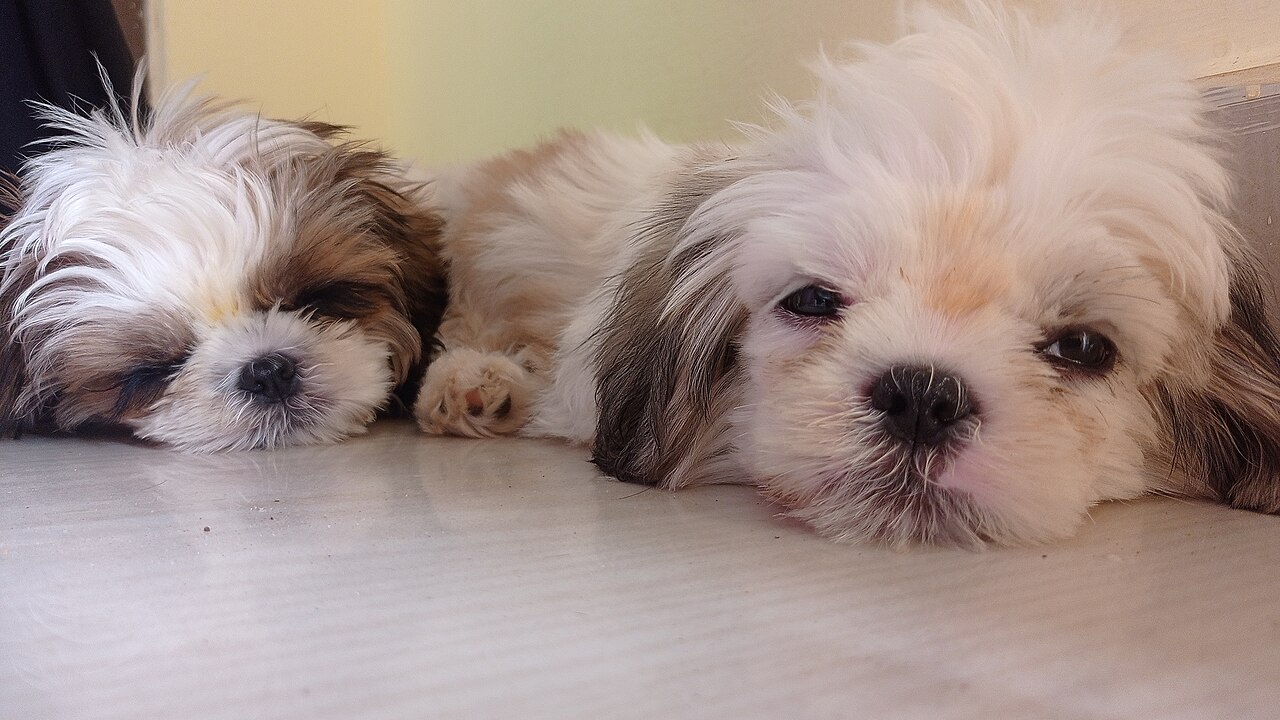 Two Shih Tzus lying side by side on the floor