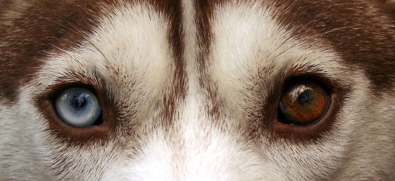Siberian Husky