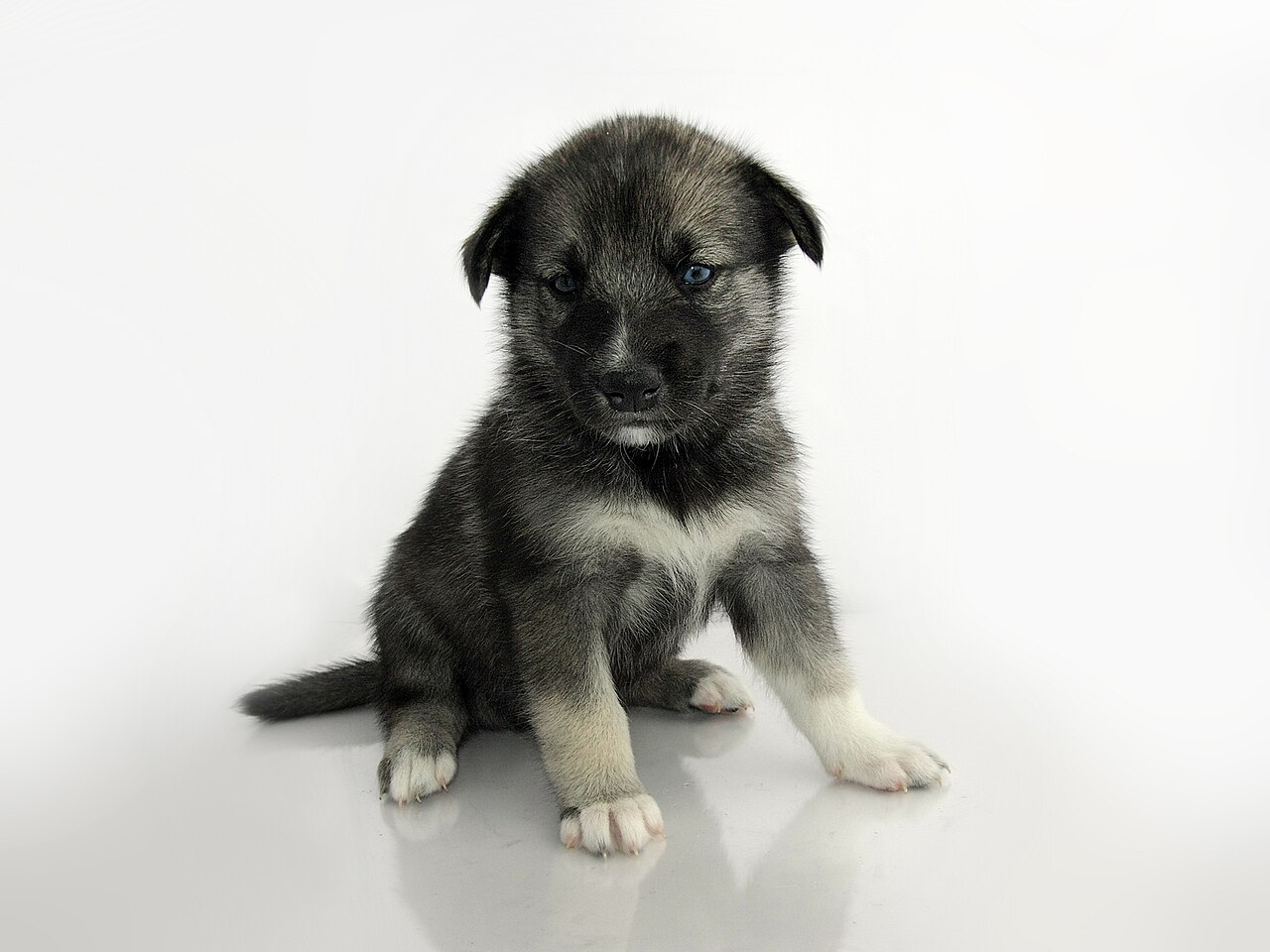 Siberian Husky puppy sitting against a white background