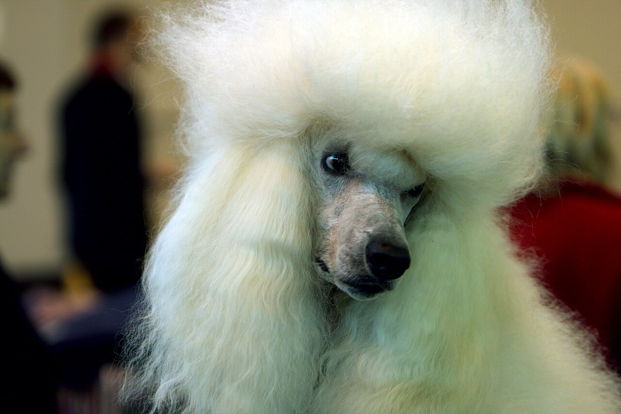White Standard Poodle with a full show coat