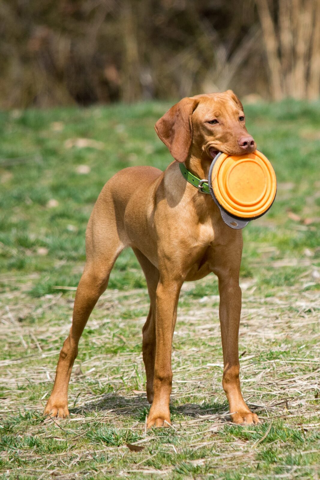 Vizsla standing in a field holding a frisbee