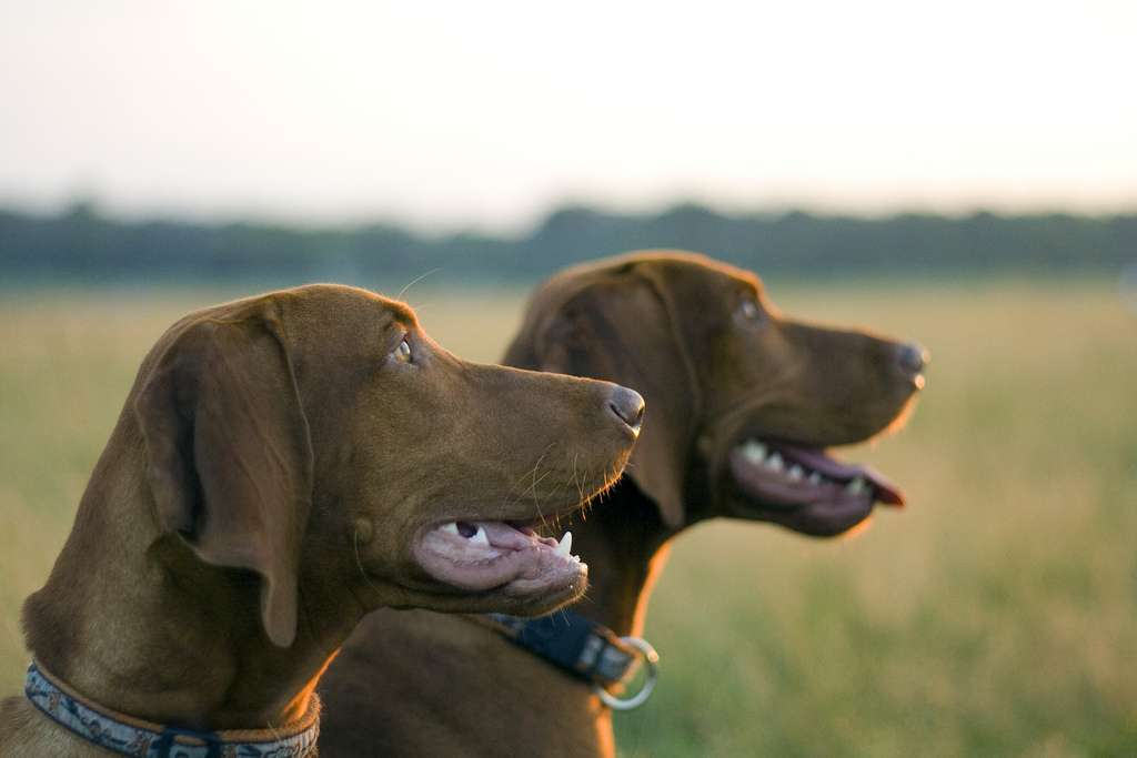 Two Vizslas in profile against a field background