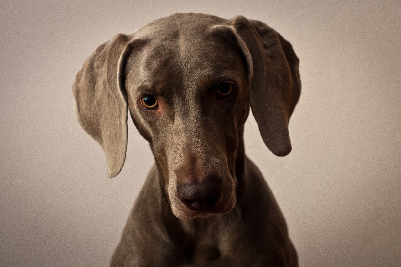 Weimaraner head portrait with amber eyes in soft light
