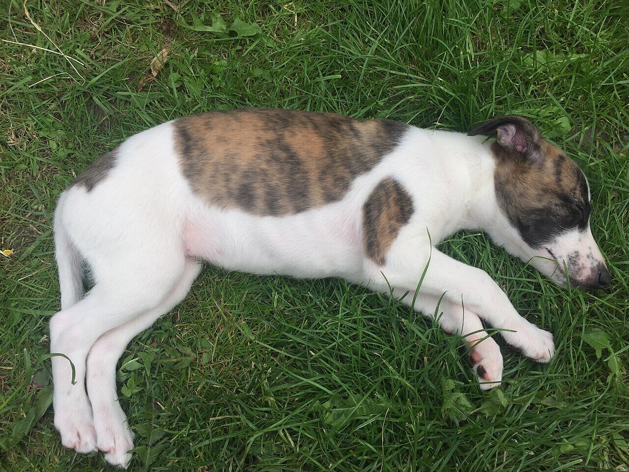 Whippet puppy sleeping stretched out on grass