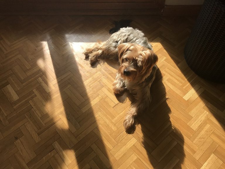 Yorkshire Terrier Dog Breed Guide
