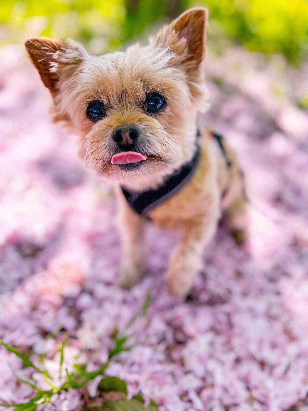 Yorkshire Terrier standing among pink blossoms