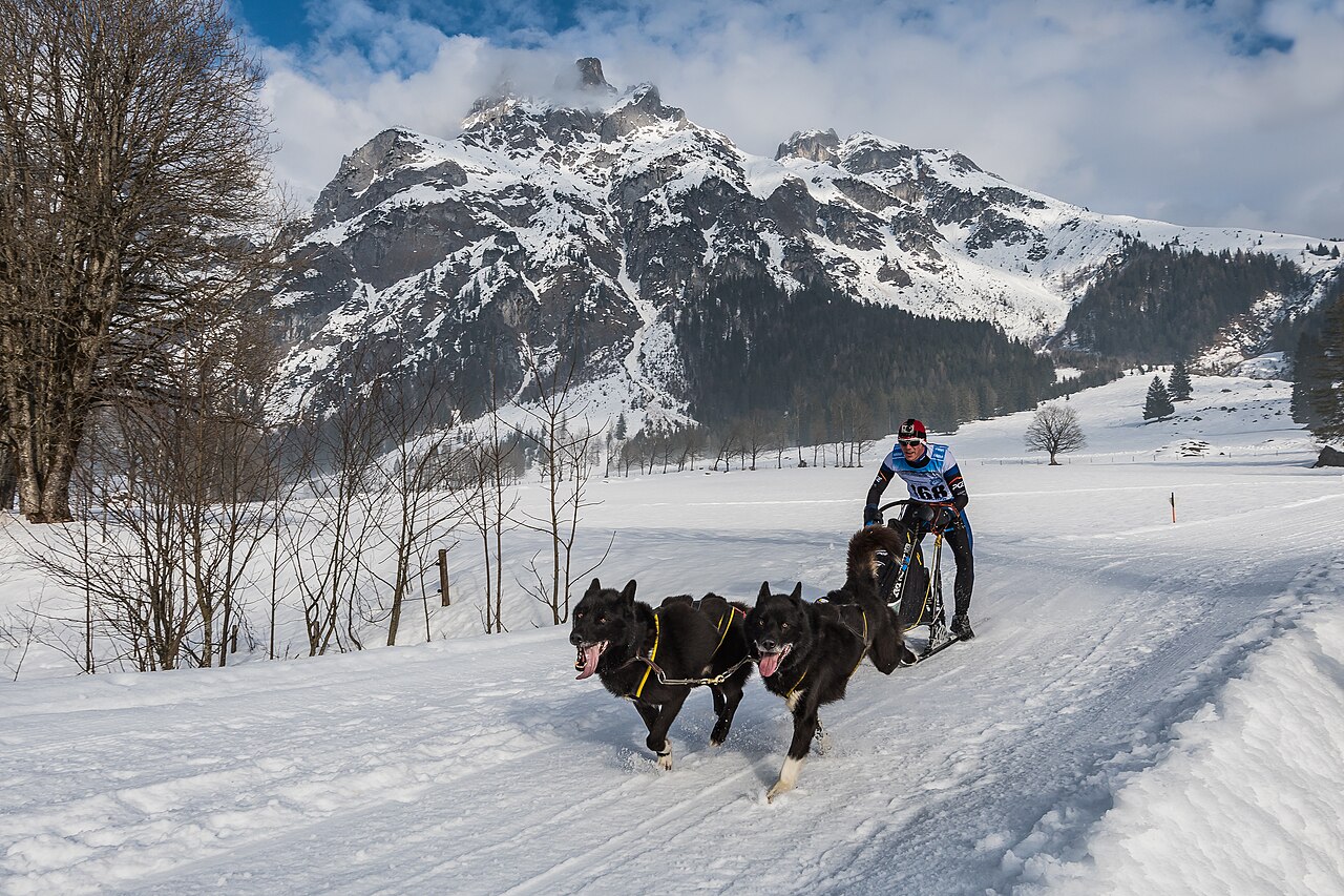 Team of Alaskan Malamutes pulling a sled rig through snowy mountains