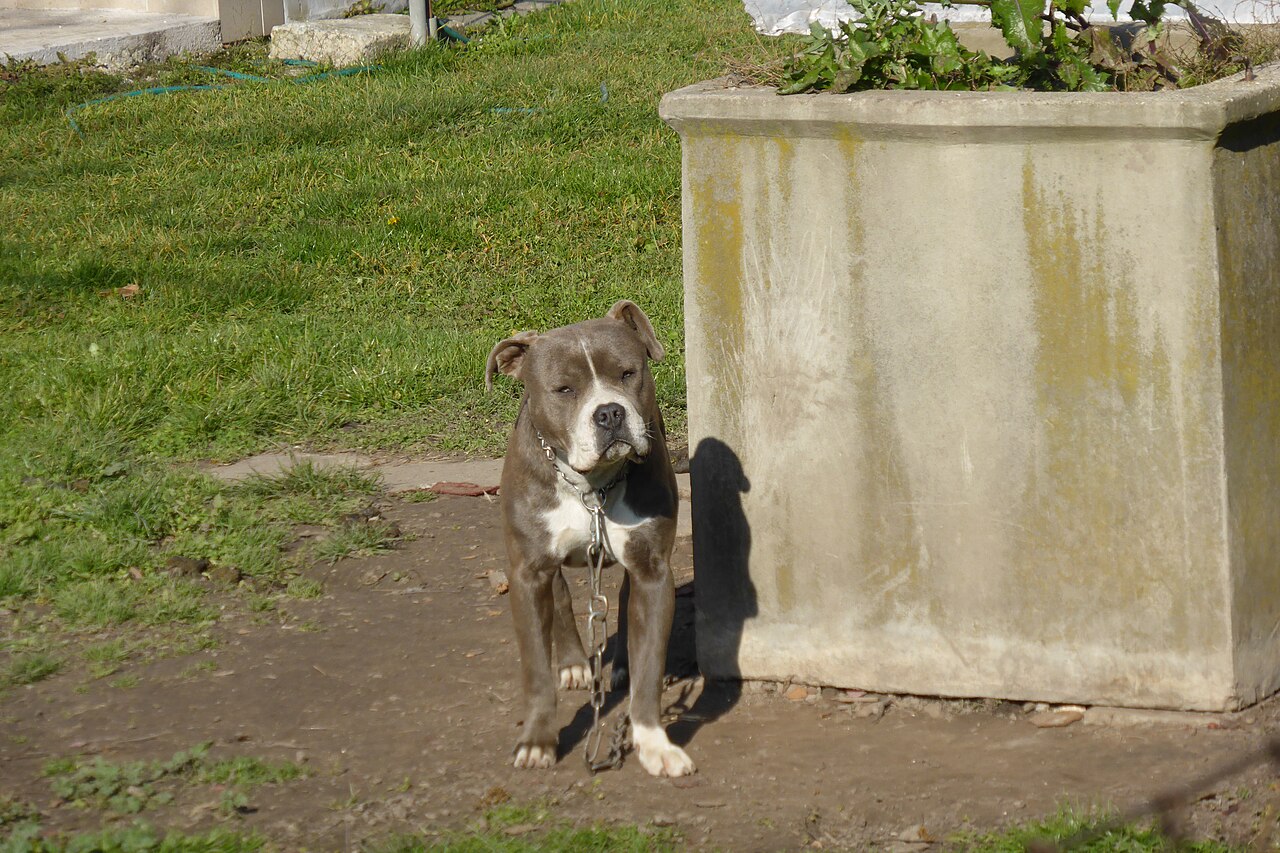 Grey and white American Bulldog sitting in a sunny garden