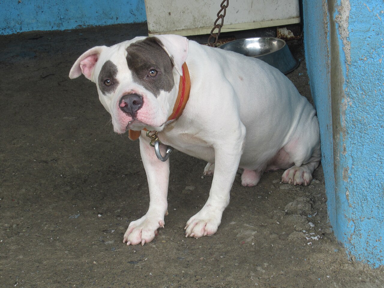 White American Bulldog with a patch eye sitting by a blue wall