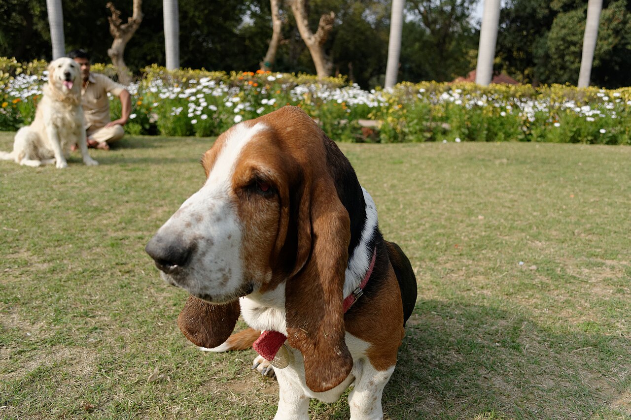 Basset Hound with long trailing ears sitting in a garden