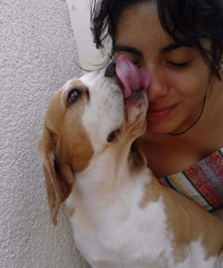 Beagle licking a smiling woman's face
