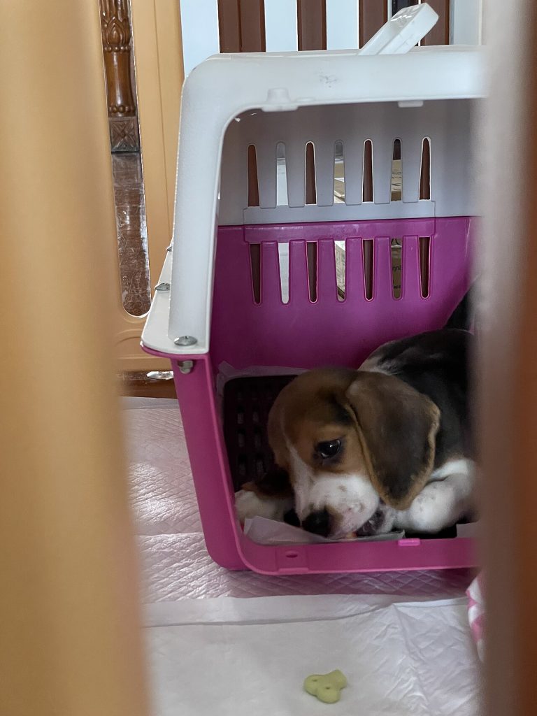 Crate Training a Puppy: The Kind Way That Works