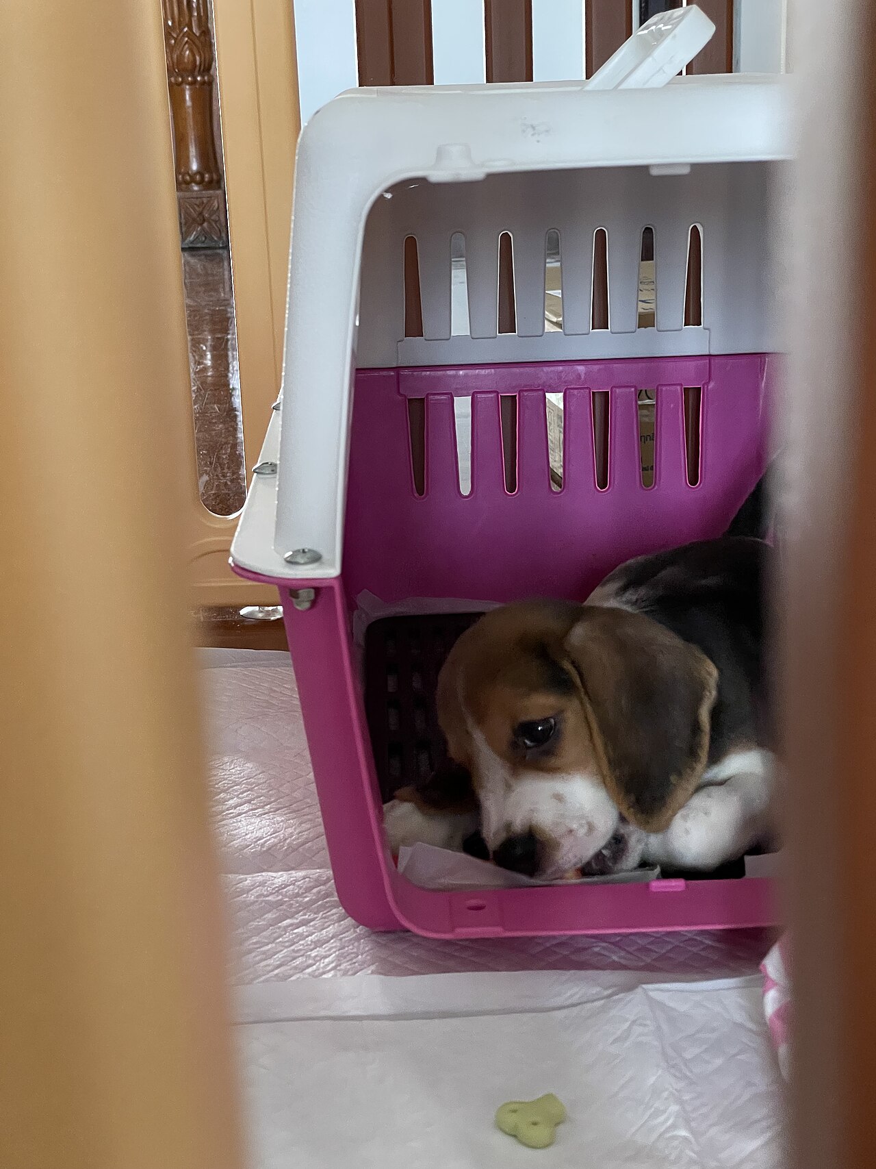 Beagle puppy resting inside an open crate
