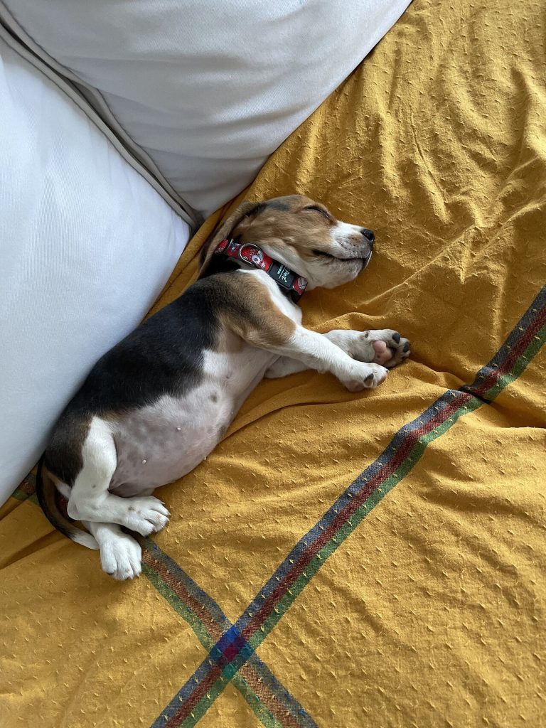 Beagle puppy sleeping stretched out on a yellow bedspread