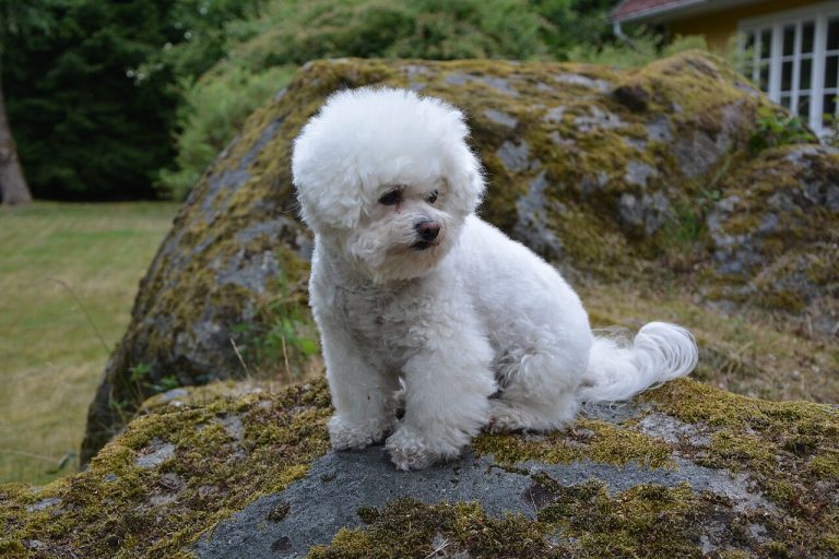 Bichon Frise sitting on a mossy rock in a garden