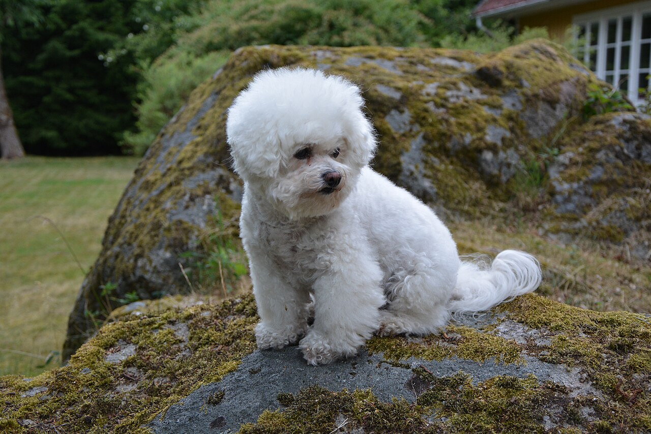 Bichon Frise sitting on a mossy rock in a garden