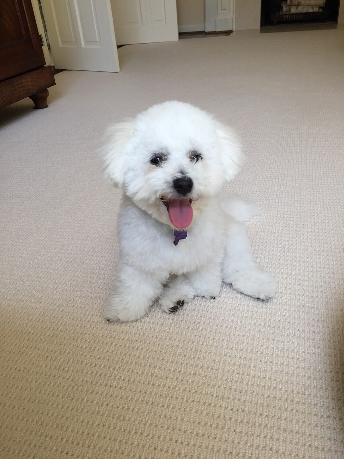 White Bichon Frise sitting on a carpet with its tongue out