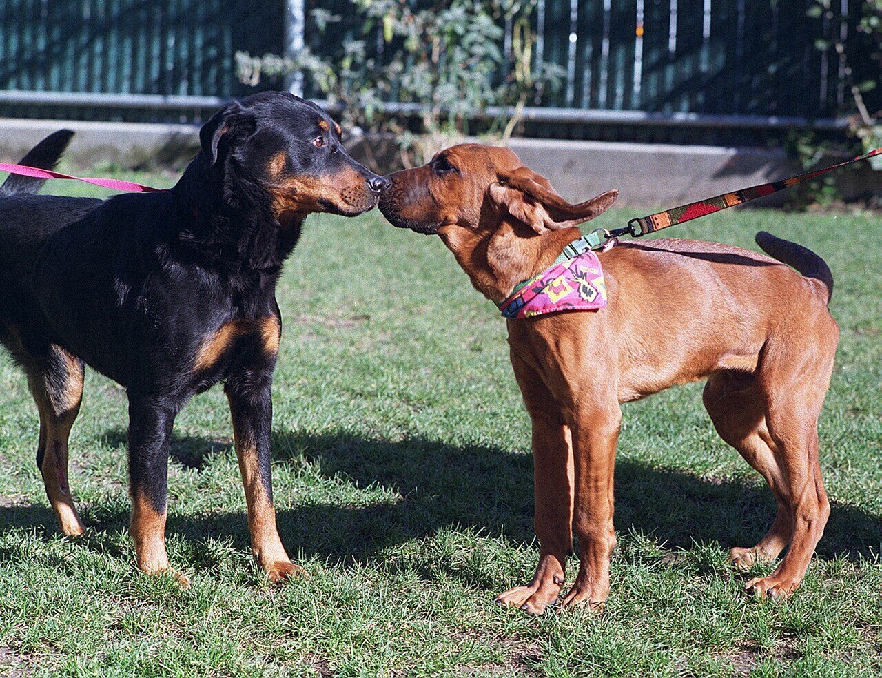 Young Bloodhound touching noses with a Rottweiler at a park