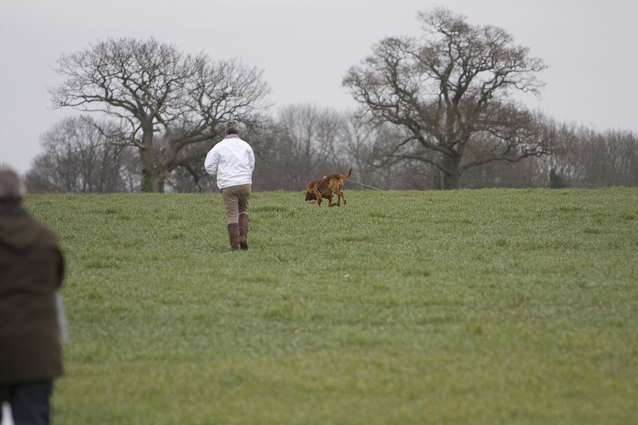 Bloodhound working a scent trail on a long line across a field