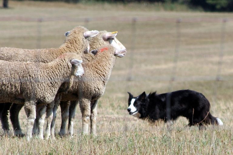 Border Collie fixing sheep with its herding stare
