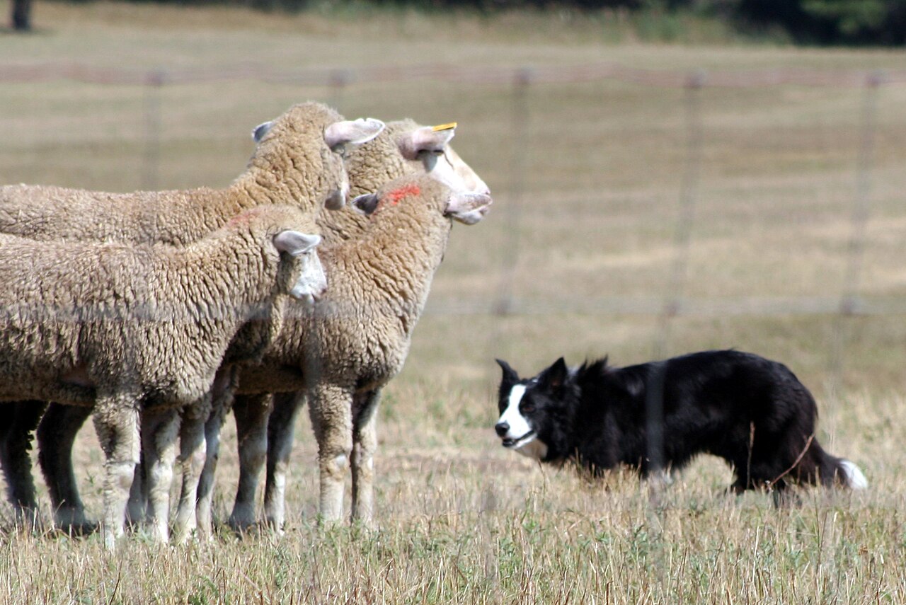 Border Collie fixing sheep with its herding stare