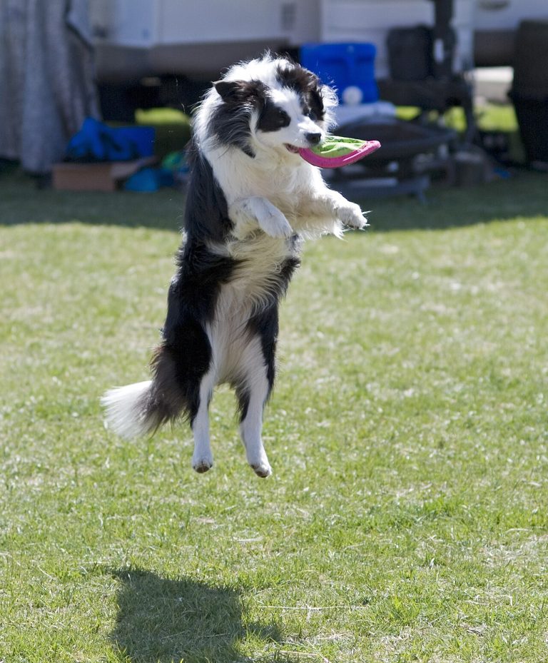 Border Collie leaping to catch a flying disc mid-air