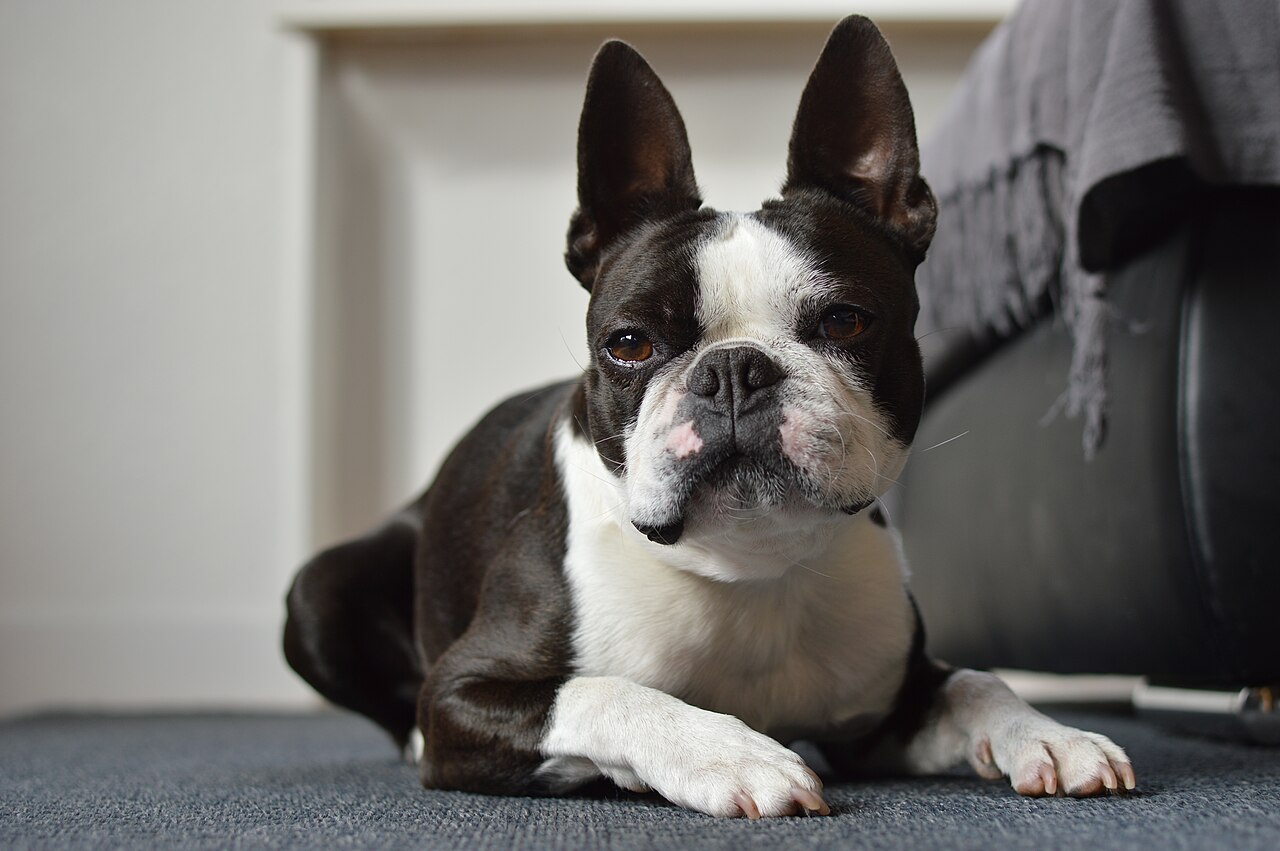 Boston Terrier with tuxedo markings lying on a carpet