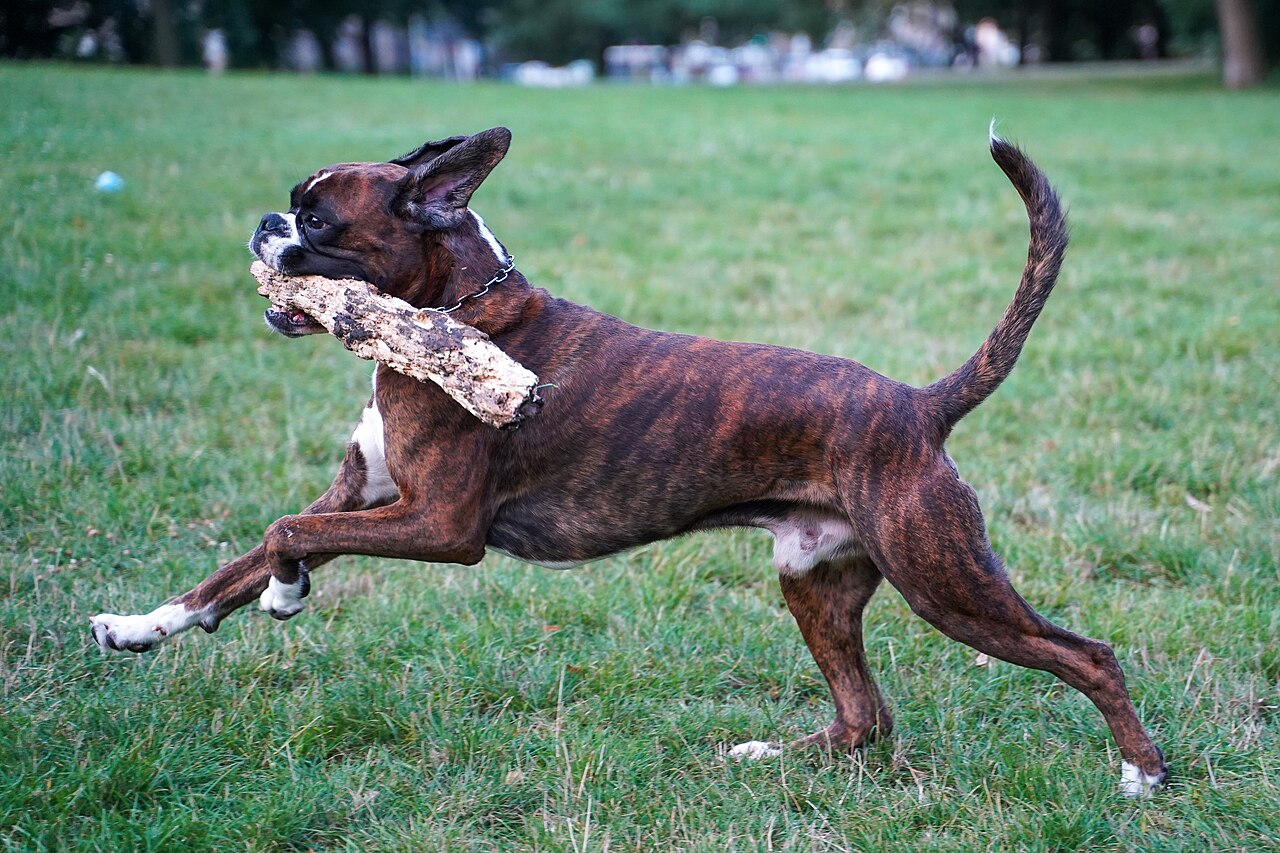 Brindle Boxer galloping across grass carrying a stick