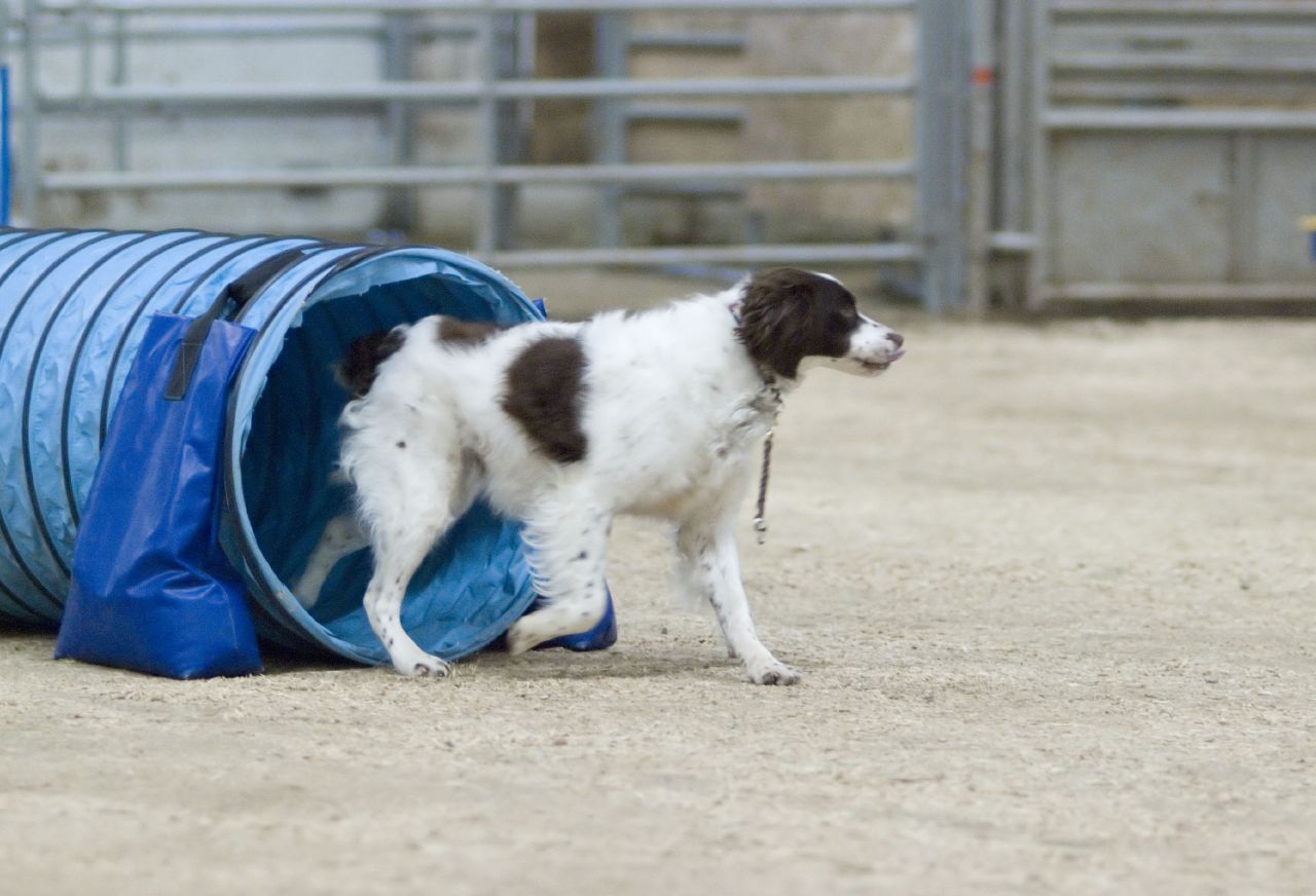 Brittany exiting an agility tunnel at speed