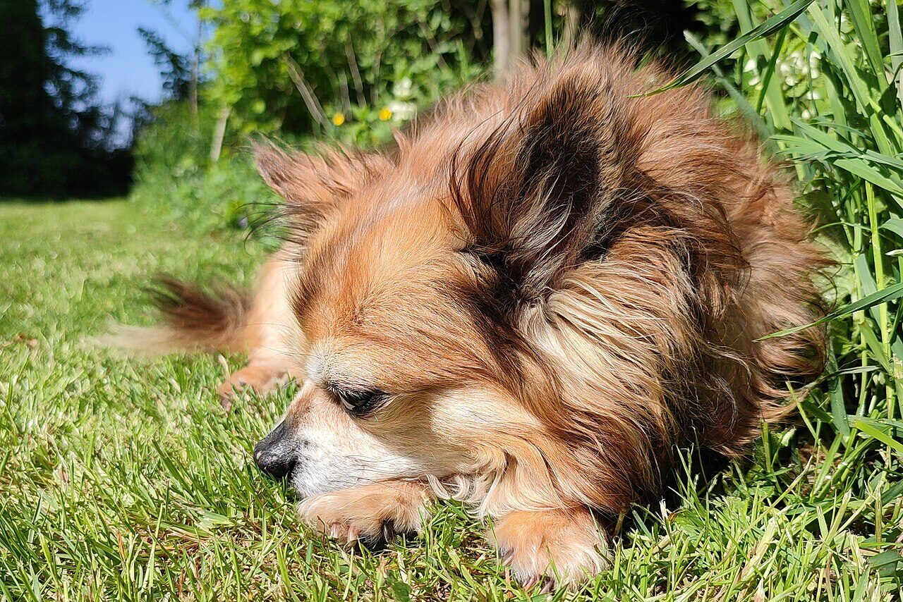Long-coat Chihuahua lying in the grass in the sun