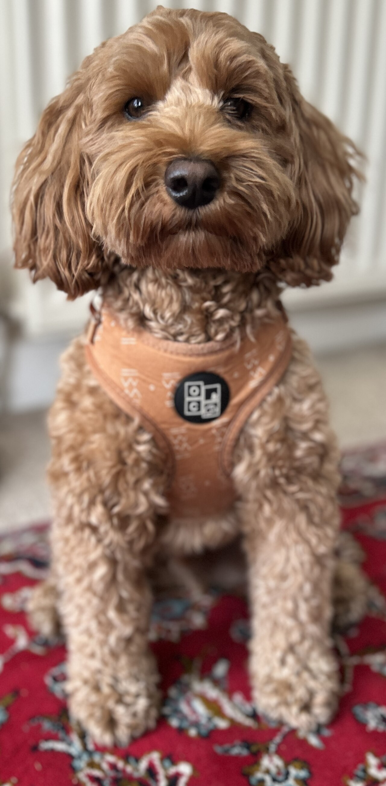 Apricot Cockapoo in a harness sitting on a patterned rug