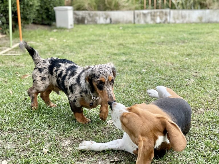 Puppy Socialization: The Window That Shapes Your Dog’s Life