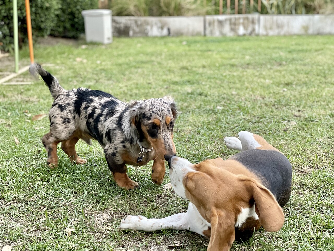 Dapple Dachshund and Beagle puppy playing together on grass